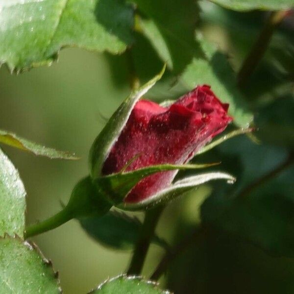 Rosa dumalis 花