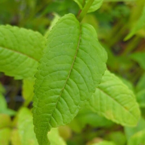 Monarda didyma Blatt