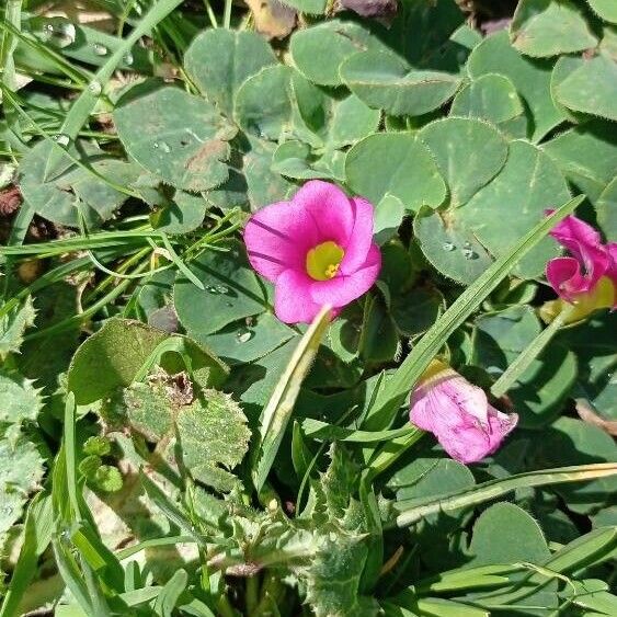 Oxalis purpurea 花