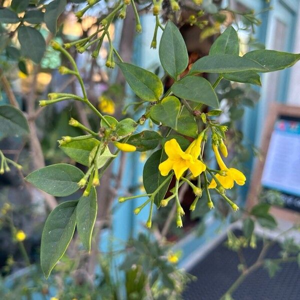 Chrysojasminum odoratissimum Žiedas