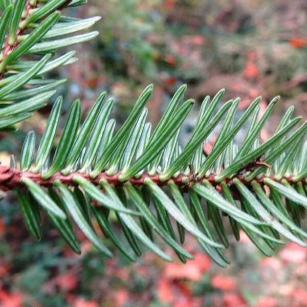 Abies numidica Övriga