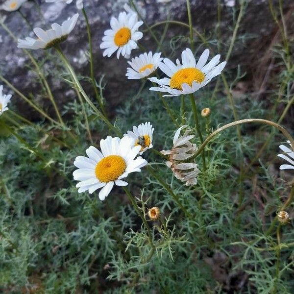 Leucanthemum monspeliense 花