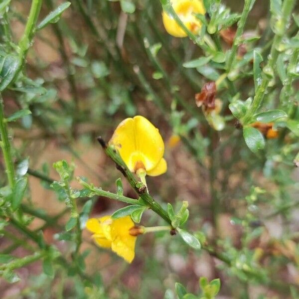 Genista salzmannii Blomst