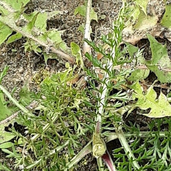 Achillea odorata ഇല