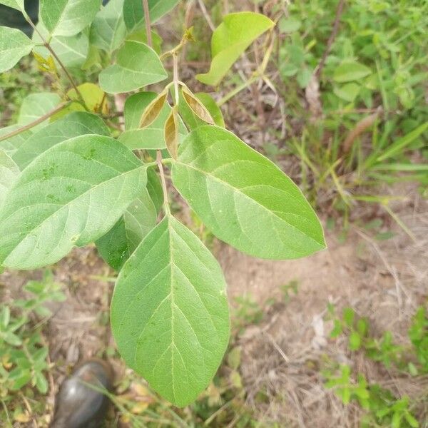 Canavalia ensiformis Leaf