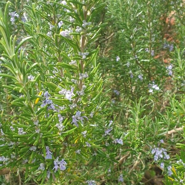 Salvia rosmarinus Fuelha