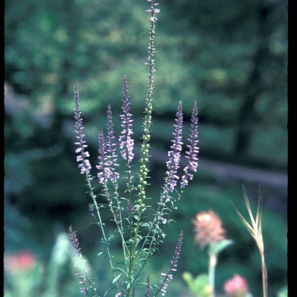 Anarrhinum bellidifolium Floro