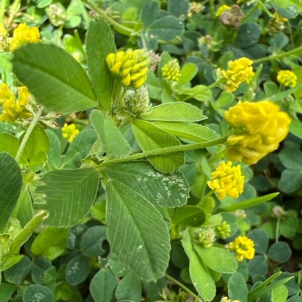 Medicago lupulina Flower