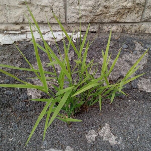 Leersia oryzoides Blatt