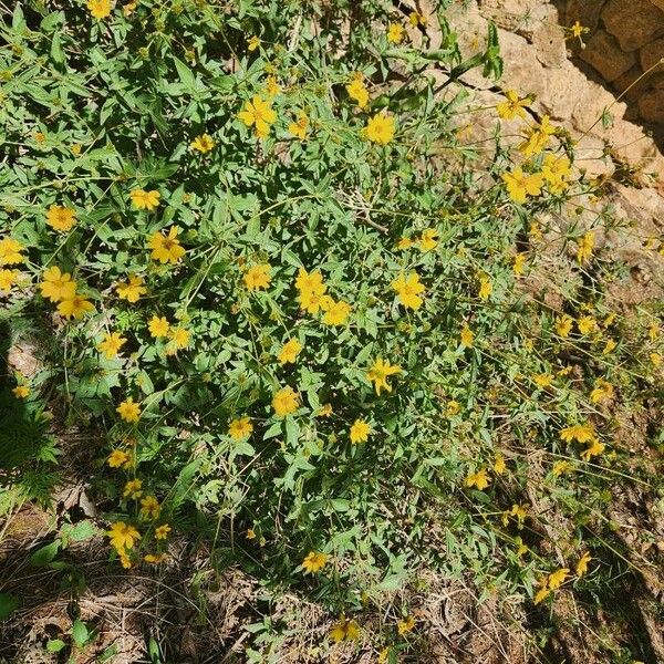 Aspilia mossambicensis Flower