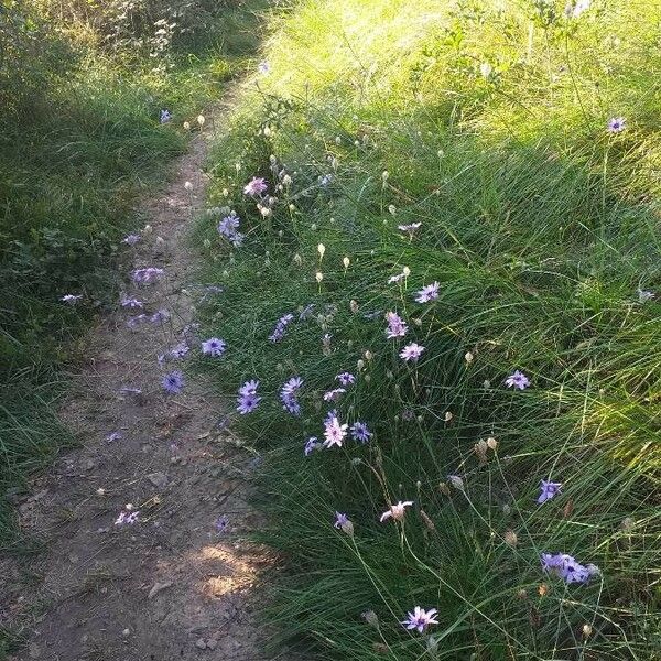 Catananche caerulea Habit