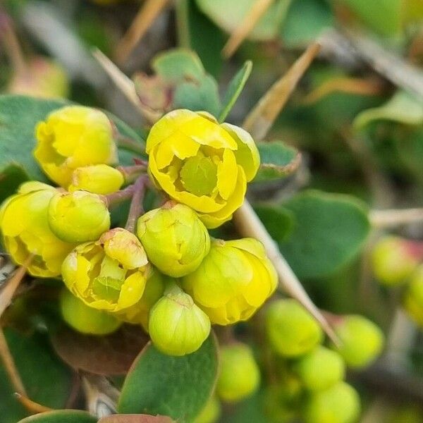 Berberis aetnensis Flor