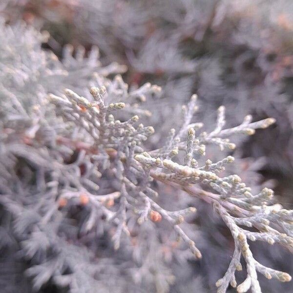 Juniperus scopulorum Φύλλο