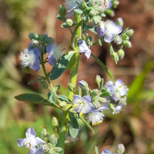 Scoparia dulcis Blüte