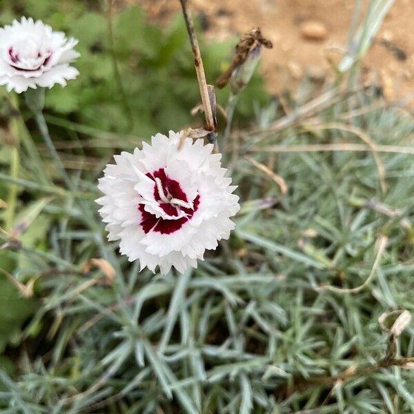 Dianthus plumarius Цвят