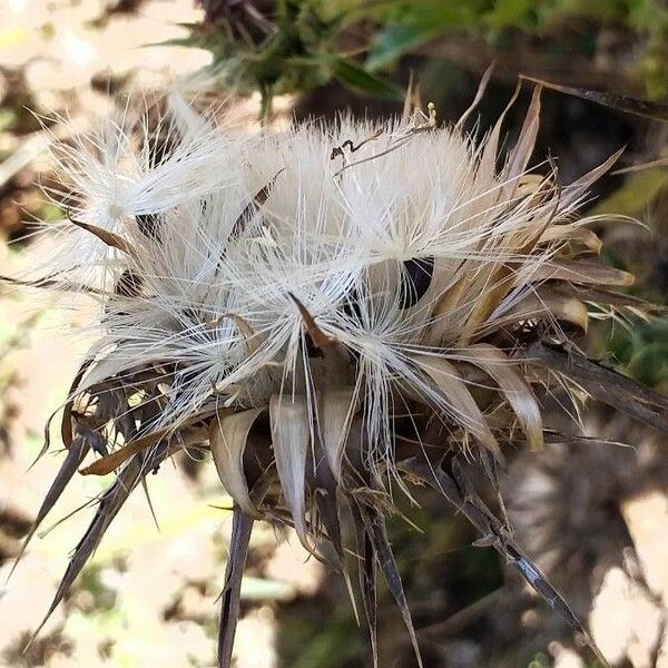 Silybum marianum Fruit