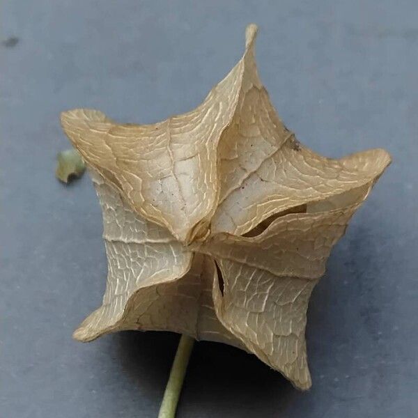 Nicandra physalodes Fruitua