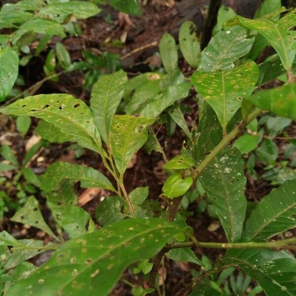 Trichilia schomburgkii Hoja