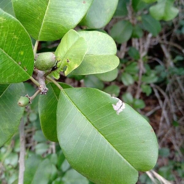 Manilkara hexandra 葉