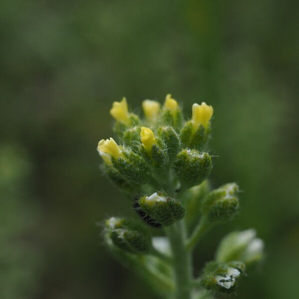 Alyssum alyssoides Õis