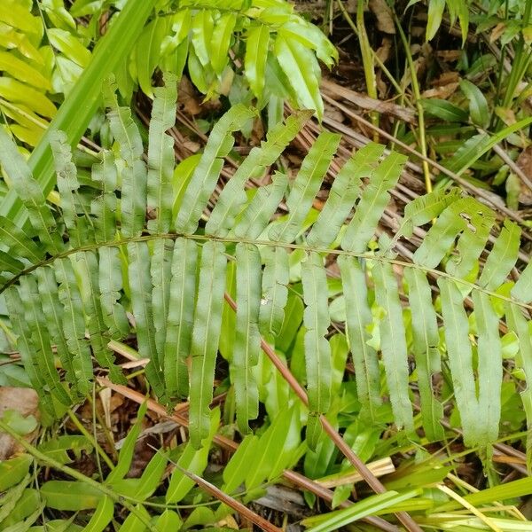 Nephrolepis biserrata Ліст