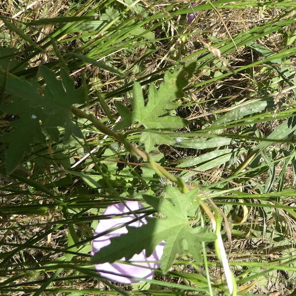 Convolvulus althaeoides Leaf