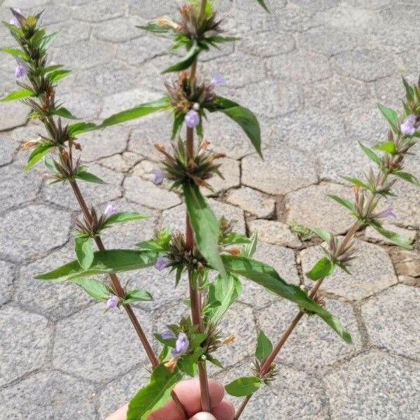 Hygrophila auriculata Liść