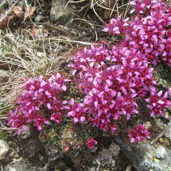 Saxifraga retusa Ostatní