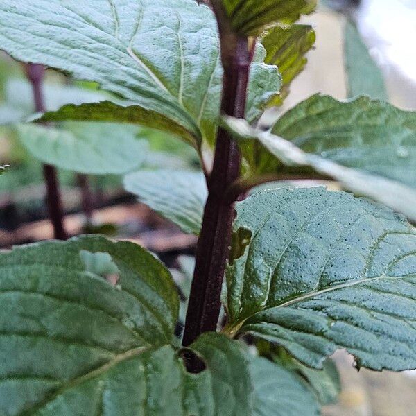 Mentha × piperita Rinde