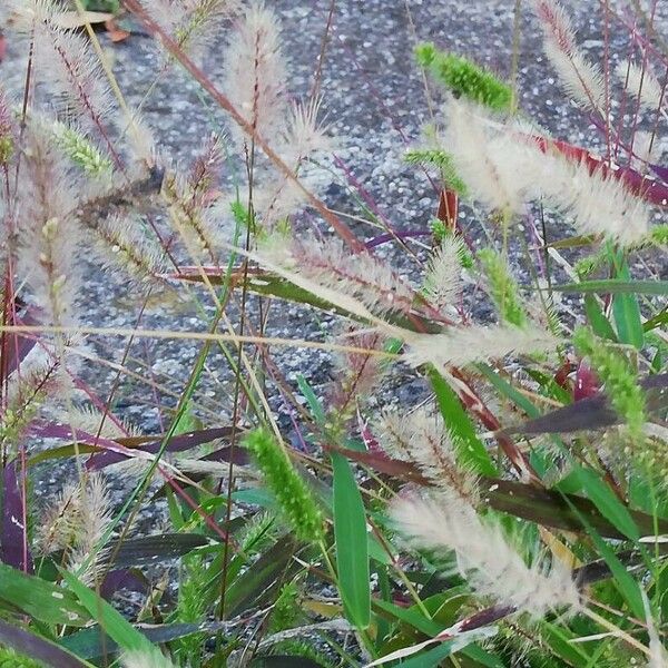 Setaria pumila Flower