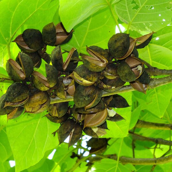 Paulownia tomentosa Fruct