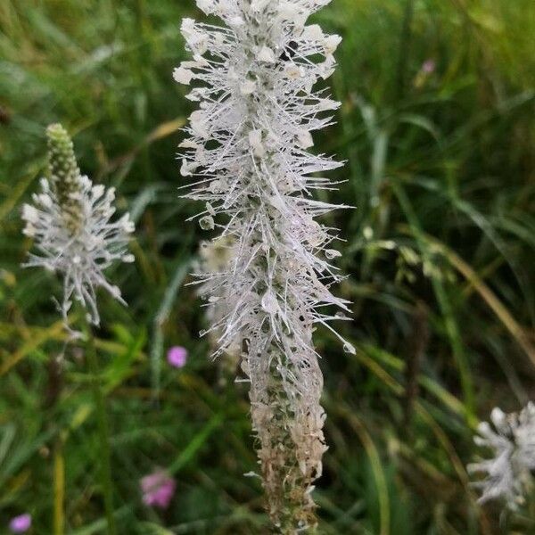 Plantago media Blüte