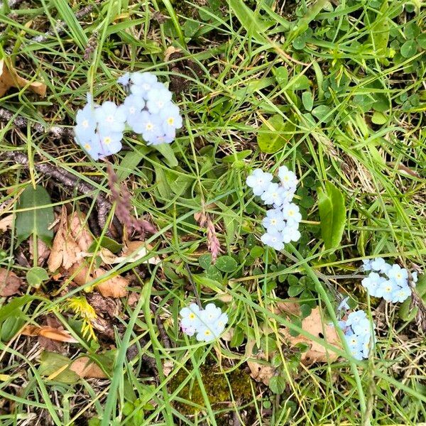 Myosotis alpestris 花