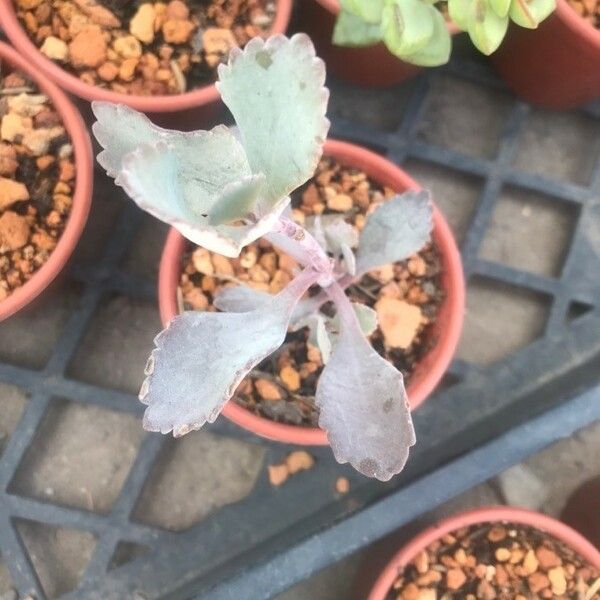 Kalanchoe pumila Leaf