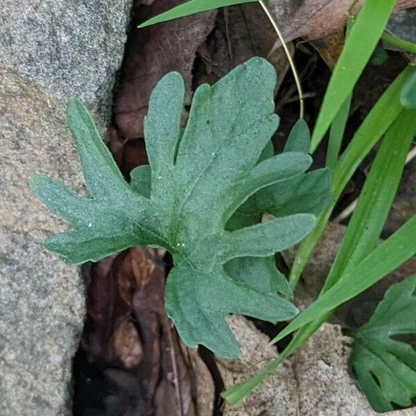 Viola palmata Leaf