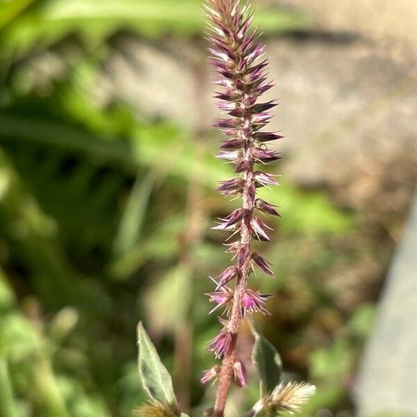 Achyranthes aspera Flower