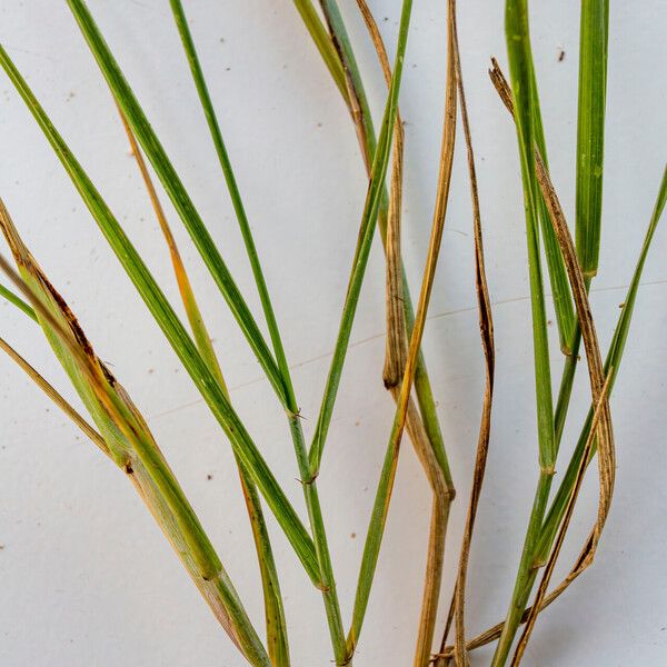 Elymus repens Leaf