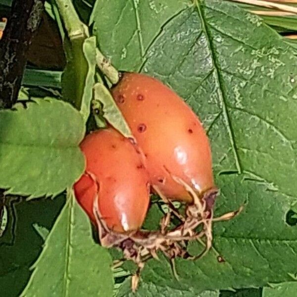 Rosa stylosa Frukt