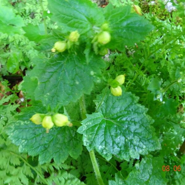 Scrophularia vernalis Folla