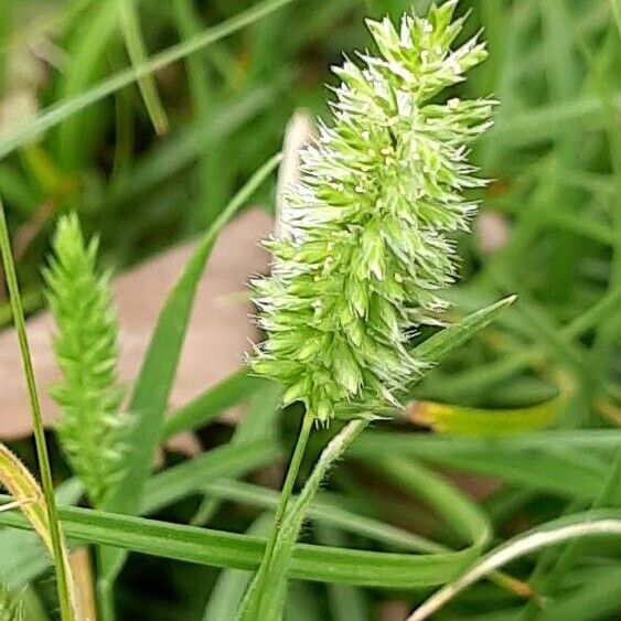 Rostraria cristata Meyve