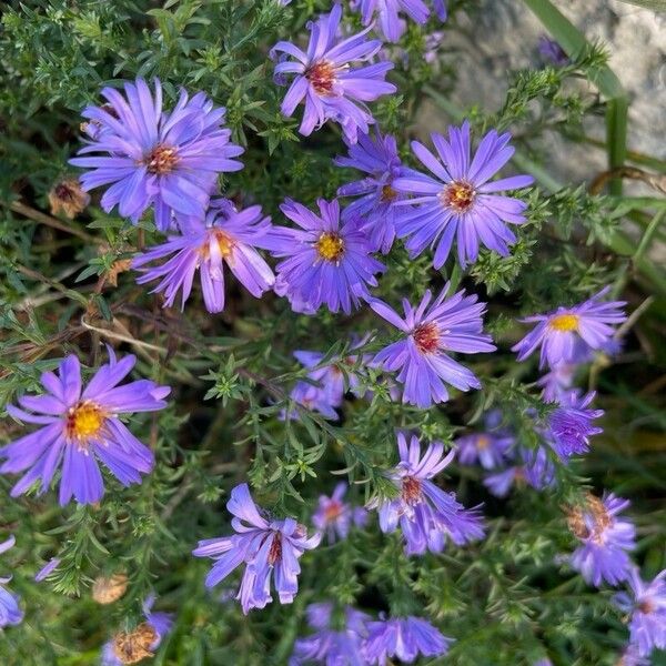 Symphyotrichum dumosum Λουλούδι