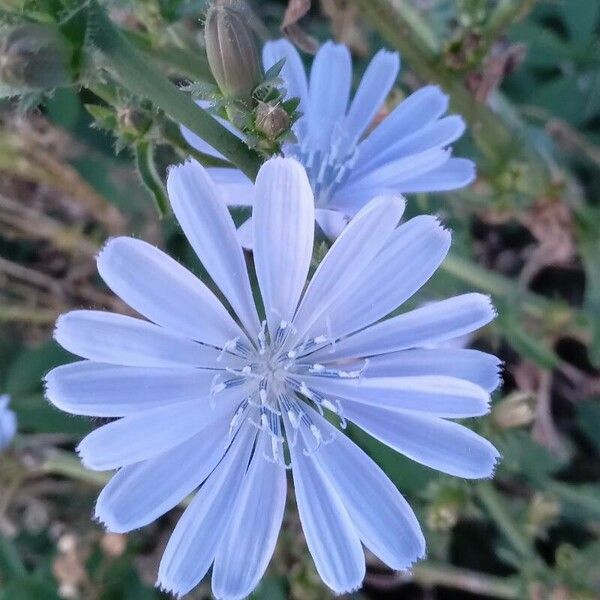 Cichorium intybus Flower