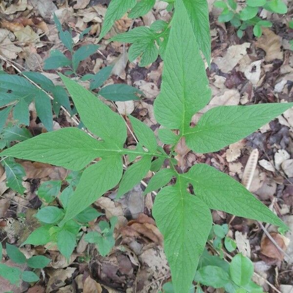 Tacca leontopetaloides Leaf