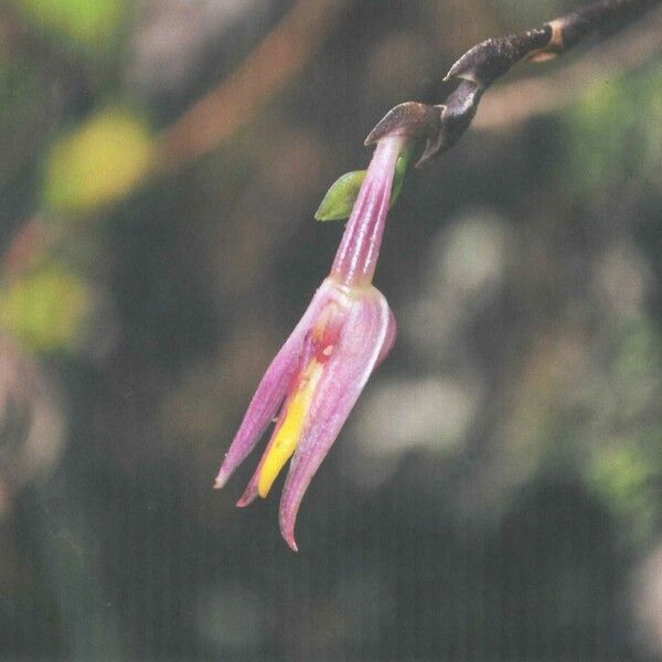 Bulbophyllum comptonii ফল