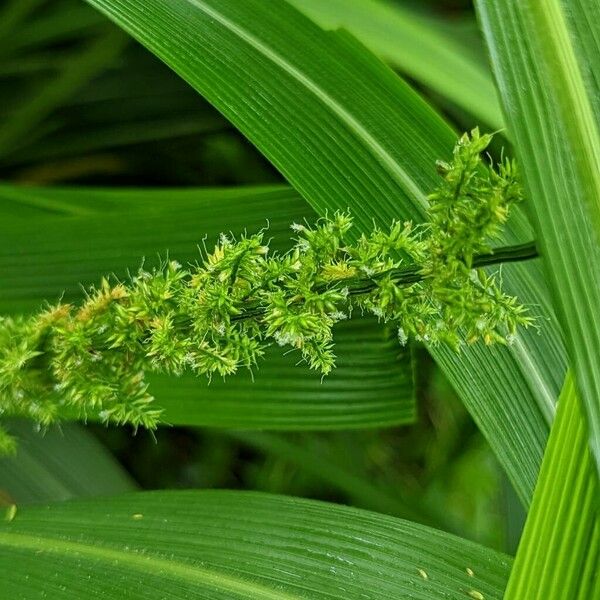 Setaria palmifolia फूल