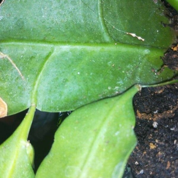 Epiphyllum oxypetalum Leaf