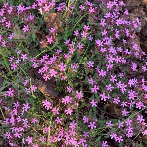 Saponaria ocymoides Blüte