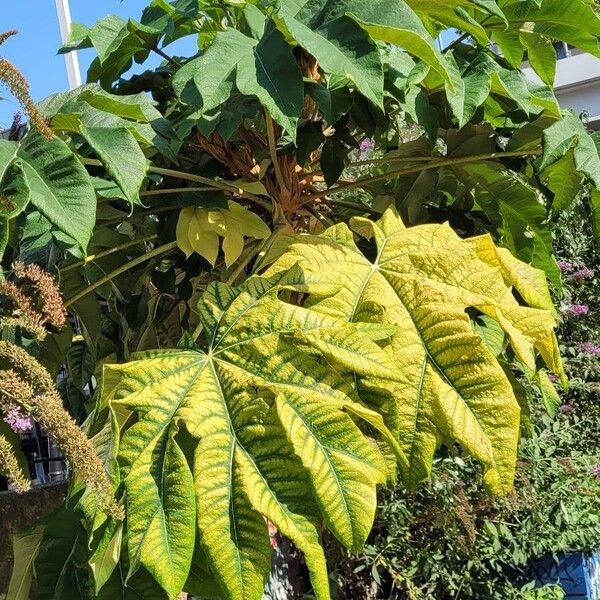 Tetrapanax papyrifer Habitatea