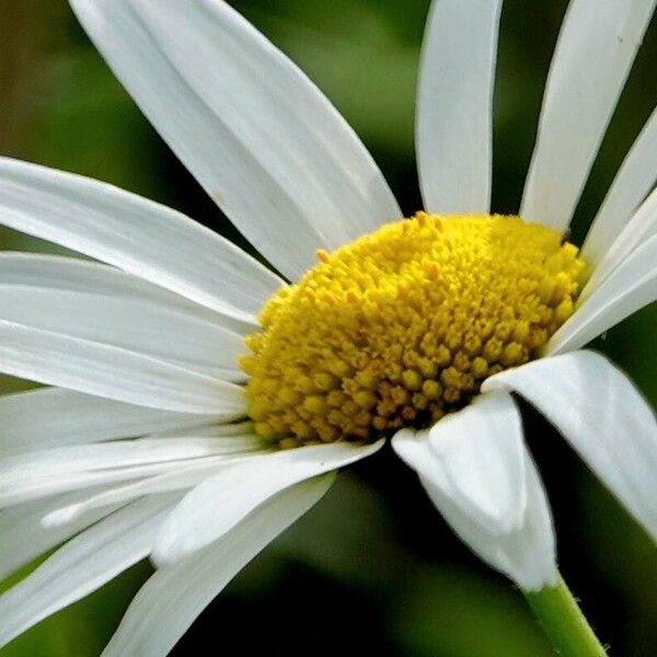 Leucanthemum heterophyllum Flower