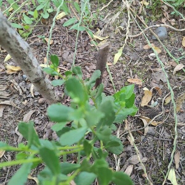 Baccharis pilularis पत्ता